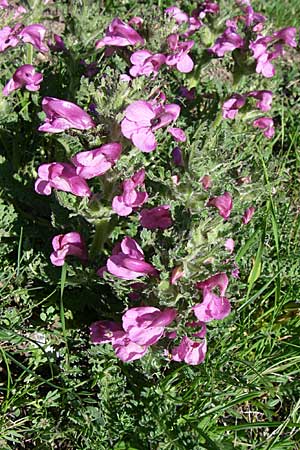 Pedicularis gyroflexa \ Gedrehtes L�usekraut, Gedrehtbl&uuml;tiges L�usekraut / Tufted Lousewort, F Col de Gleize 22.6.2008