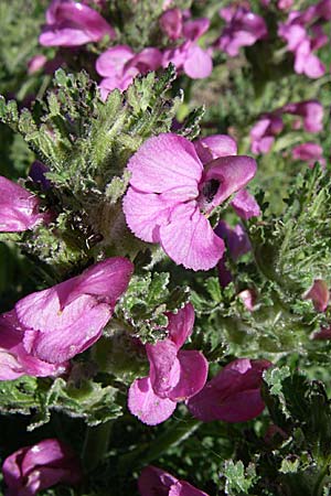 Pedicularis gyroflexa \ Gedrehtes L�usekraut, Gedrehtbl&uuml;tiges L�usekraut / Tufted Lousewort, F Col de Gleize 22.6.2008