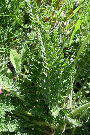 Pedicularis gyroflexa \ Gedrehtes L�usekraut, Gedrehtbl&uuml;tiges L�usekraut / Tufted Lousewort, F Col de Gleize 22.6.2008