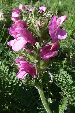 Pedicularis gyroflexa \ Gedrehtes L�usekraut, Gedrehtbl&uuml;tiges L�usekraut / Tufted Lousewort, F Col de Gleize 22.6.2008