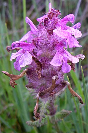 Pedicularis verticillata \ Quirlblttriges Lusekraut / Verticillate Lousewort, F Pyrenäen/Pyrenees, Eyne 25.6.2008