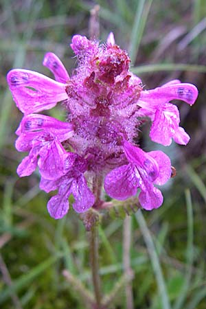 Pedicularis verticillata \ Quirlblttriges Lusekraut / Verticillate Lousewort, F Pyrenäen/Pyrenees, Eyne 25.6.2008