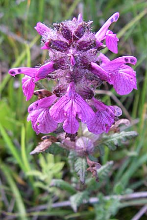 Pedicularis verticillata \ Quirlblttriges Lusekraut / Verticillate Lousewort, F Pyrenäen/Pyrenees, Eyne 25.6.2008