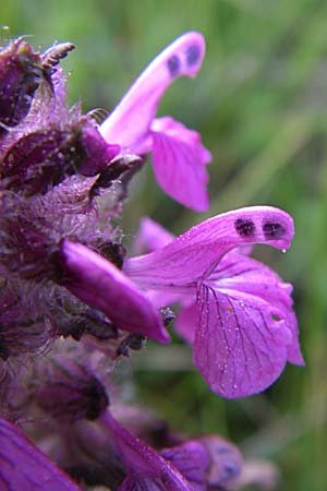 Pedicularis verticillata \ Quirlblttriges Lusekraut / Verticillate Lousewort, F Pyrenäen/Pyrenees, Eyne 25.6.2008