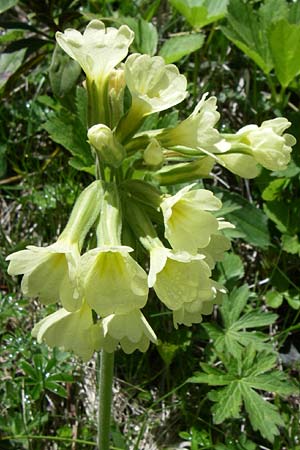 Primula elatior \ Hohe Schlsselblume, Wald-Primel / Ox-lip, F Pyrenäen/Pyrenees, Eyne 25.6.2008