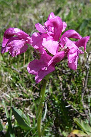 Pedicularis pyrenaica \ Pyren&auml;en-L�usekraut / Pyrenean Lousewort, F Pyren&auml;en/Pyrenees, Puymorens 26.6.2008
