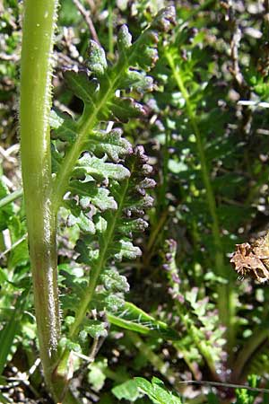 Pedicularis pyrenaica \ Pyren&auml;en-L�usekraut / Pyrenean Lousewort, F Pyren&auml;en/Pyrenees, Puymorens 26.6.2008