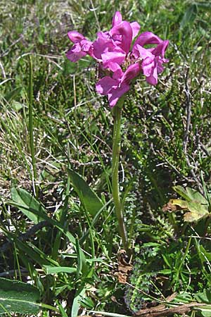 Pedicularis pyrenaica \ Pyren&auml;en-L�usekraut / Pyrenean Lousewort, F Pyren&auml;en/Pyrenees, Puymorens 26.6.2008
