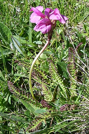 Pedicularis pyrenaica \ Pyren&auml;en-L�usekraut / Pyrenean Lousewort, F Pyren&auml;en/Pyrenees, Puymorens 26.6.2008