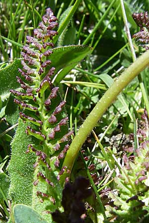 Pedicularis pyrenaica \ Pyren&auml;en-L�usekraut / Pyrenean Lousewort, F Pyren&auml;en/Pyrenees, Puymorens 26.6.2008