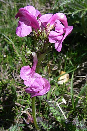 Pedicularis pyrenaica \ Pyren&auml;en-L�usekraut / Pyrenean Lousewort, F Pyren&auml;en/Pyrenees, Puymorens 26.6.2008