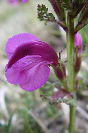 Pedicularis pyrenaica \ Pyren&auml;en-L�usekraut / Pyrenean Lousewort, F Pyren&auml;en/Pyrenees, Port d'Envalira 26.6.2008