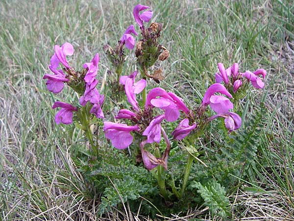 Pedicularis pyrenaica \ Pyren&auml;en-L�usekraut / Pyrenean Lousewort, F Pyren&auml;en/Pyrenees, Port d'Envalira 26.6.2008