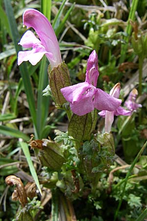 Pedicularis sylvatica \ Wald-Lusekraut / Common Louseport, F Pyrenäen/Pyrenees, Port d'Envalira 26.6.2008