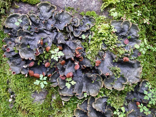 Peltigera horizontalis \ Flachfr&uuml;chtige Schild-Flechte / Horizontal Felt Lichen, Flat-Fruited Pelt Lichen, F Vogesen/Vosges, Ruine Freundstein 12.7.2008