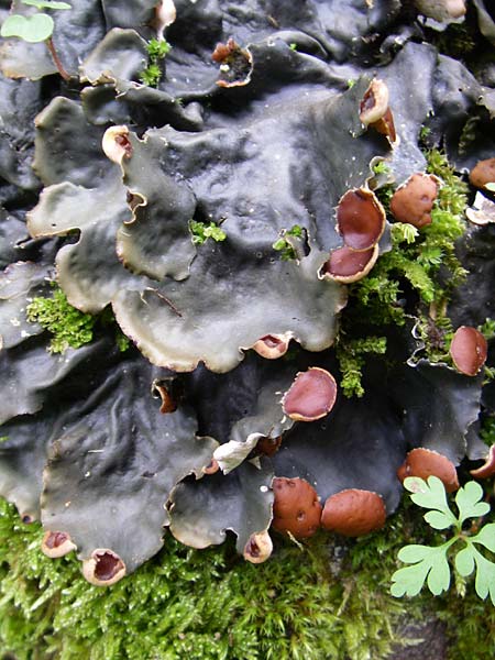 Peltigera horizontalis \ Flachfr&uuml;chtige Schild-Flechte / Horizontal Felt Lichen, Flat-Fruited Pelt Lichen, F Vogesen/Vosges, Ruine Freundstein 12.7.2008