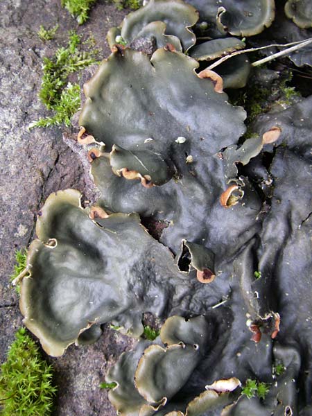Peltigera horizontalis \ Flachfr&uuml;chtige Schild-Flechte / Horizontal Felt Lichen, Flat-Fruited Pelt Lichen, F Vogesen/Vosges, Ruine Freundstein 12.7.2008