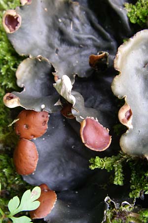 Peltigera horizontalis \ Flachfr&uuml;chtige Schild-Flechte / Horizontal Felt Lichen, Flat-Fruited Pelt Lichen, F Vogesen/Vosges, Ruine Freundstein 12.7.2008