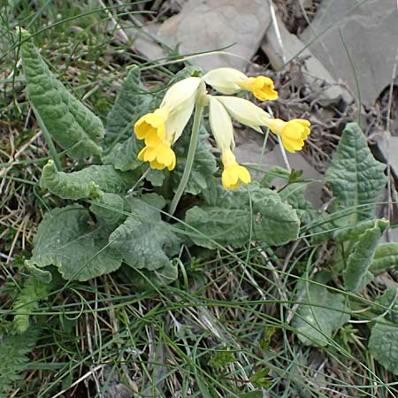 Primula elatior \ Hohe Schl�sselblume, Wald-Primel / Ox-lip, F L'Authion 18.5.2026