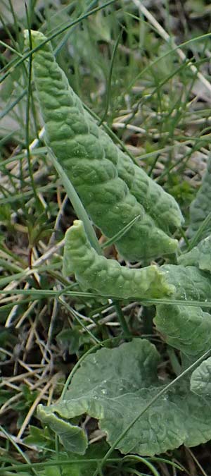 Primula elatior \ Hohe Schl�sselblume, Wald-Primel / Ox-lip, F L'Authion 18.5.2026