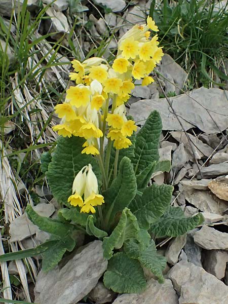 Primula elatior \ Hohe Schl�sselblume, Wald-Primel / Ox-lip, F L'Authion 18.5.2026