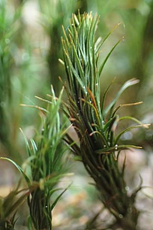 Polytrichastrum formosum \ Sch&ouml;nes Widertonmoos, Sch&ouml;nes Frauenhaarmoos / Beautiful Hair Moss, F Turquestein-Blancrupt 30.5.2018