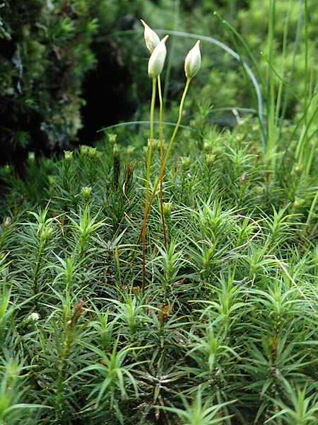 Polytrichastrum formosum \ Sch&ouml;nes Widertonmoos, Sch&ouml;nes Frauenhaarmoos / Beautiful Hair Moss, F Turquestein-Blancrupt 30.5.2018
