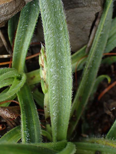 Plantago atrata subsp. fuscescens \ Br&auml;unlicher Wegerich / Brownish Plantain, F L'Authion 1.5.2023