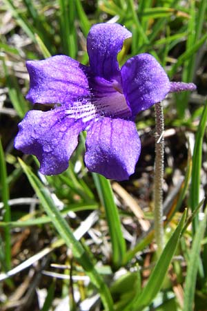 Pinguicula grandiflora \ Grobltiges Fettkraut / Large-flowered Butterwort, F Pyrenäen/Pyrenees, Puymorens 26.6.2008