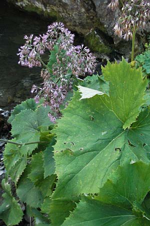 Petasites hybridus \ Gewhnliche Pestwurz / Butterbur, F Pyrenäen/Pyrenees, Eyne 9.8.2006