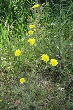 Picris hieracioides \ Gemeines Bitterkraut / Hawkweed Ox-Tongue, F Toreilles 24.6.2008