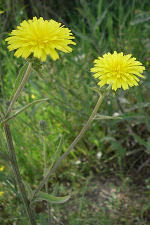 Picris hieracioides \ Gemeines Bitterkraut / Hawkweed Ox-Tongue, F Toreilles 24.6.2008