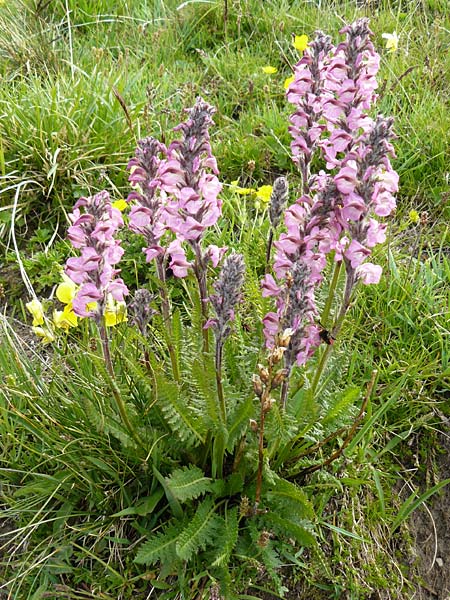 Pedicularis rostratospicata subsp. helvetica \ Schweizer hren-Lusekraut / Swiss Corn Lousewort, F Col de la Bonette 8.7.2016