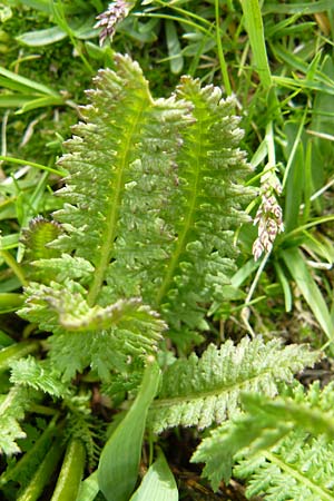 Pedicularis rostratospicata subsp. helvetica \ Schweizer hren-Lusekraut / Swiss Corn Lousewort, F Col de la Bonette 8.7.2016