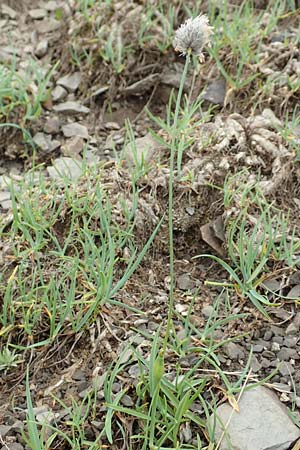 Phleum alpinum \ Alpen-Lieschgras / Alpine Cat's-Tail, F Col de la Bonette 8.7.2016