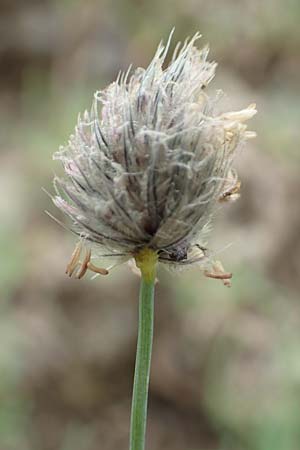 Phleum alpinum \ Alpen-Lieschgras / Alpine Cat's-Tail, F Col de la Bonette 8.7.2016