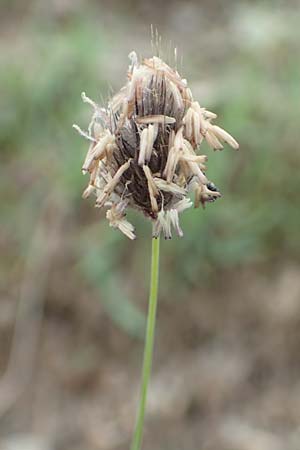 Phleum alpinum \ Alpen-Lieschgras / Alpine Cat's-Tail, F Col de la Bonette 8.7.2016