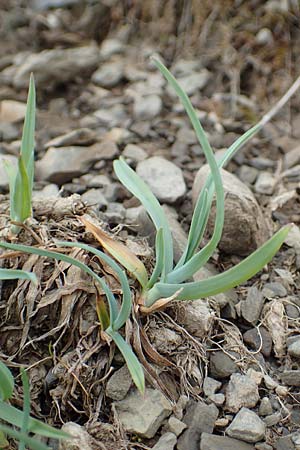 Phleum alpinum \ Alpen-Lieschgras / Alpine Cat's-Tail, F Col de la Bonette 8.7.2016