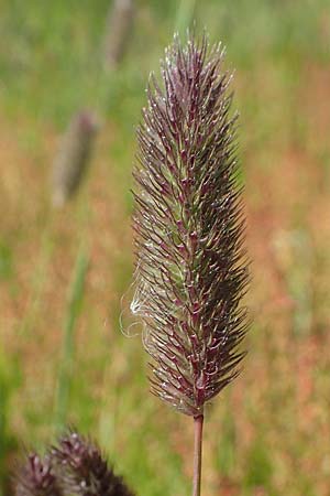 Phleum hirsutum \ Raues Lieschgras, Matten-Lieschgras / Hairy Cat's-Tail, F Collet de Allevard 9.7.2016