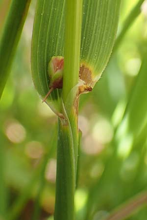 Phleum hirsutum \ Raues Lieschgras, Matten-Lieschgras / Hairy Cat's-Tail, F Collet de Allevard 9.7.2016