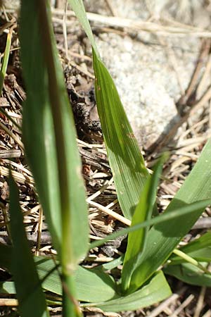 Phleum rhaeticum \ Rtisches Alpen-Lieschgras / Rhaetian Cat's-Tail, F Pyrenäen/Pyrenees, Canigou 24.7.2018