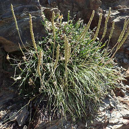 Plantago holosteum \ Kiel-Wegerich / Plantain, F Pyrenäen/Pyrenees, Mont Louis 29.7.2018