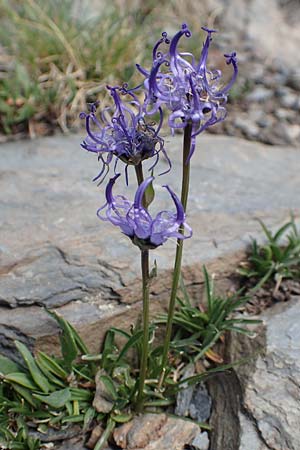 Phyteuma hemisphaericum \ Halbkugelige Teufelskralle / Horned Rampion, F Pyrenäen/Pyrenees, Puigmal 1.8.2018