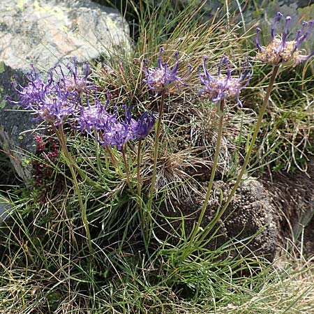 Phyteuma hemisphaericum \ Halbkugelige Teufelskralle / Horned Rampion, F Pyrenäen/Pyrenees, Puigmal 1.8.2018