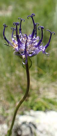 Phyteuma hemisphaericum \ Halbkugelige Teufelskralle / Horned Rampion, F Pyrenäen/Pyrenees, Mont Louis 3.8.2018