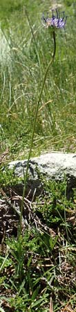 Phyteuma hemisphaericum \ Halbkugelige Teufelskralle / Horned Rampion, F Pyrenäen/Pyrenees, Mont Louis 3.8.2018