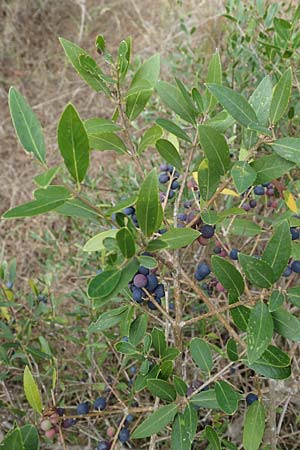 Phillyrea latifolia \ Breitblttrige Steinlinde / Broad-Leaved Phillyrea, F Maures, La Garde Freinet 8.10.2021