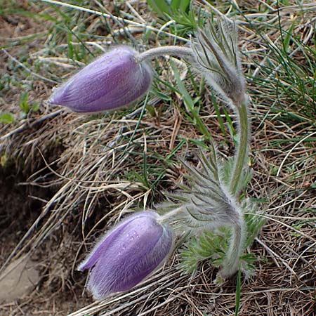 Pulsatilla halleri \ Hallers Kuhschelle / Haller's Pasque-Flower, F Col de Gleize 29.4.2023