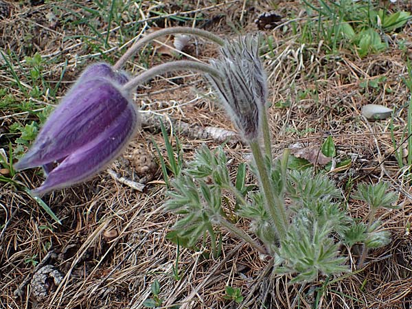 Pulsatilla halleri \ Hallers Kuhschelle / Haller's Pasque-Flower, F Col de Gleize 29.4.2023