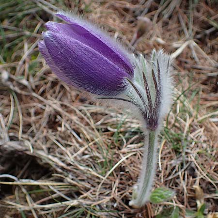 Pulsatilla halleri \ Hallers Kuhschelle / Haller's Pasque-Flower, F Col de Gleize 29.4.2023